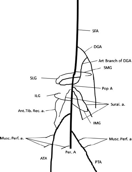 superior lateral genicular artery - Captions Ideas