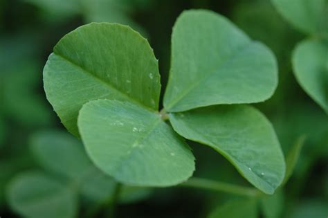 File:Four Leaf Clover 068.jpg - Wikimedia Commons