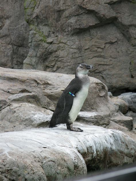 Penguins at Mystic Aquarium | Penguins at the Mystic Aquariu… | Flickr