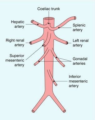 Pin on Abdominal Aorta Information