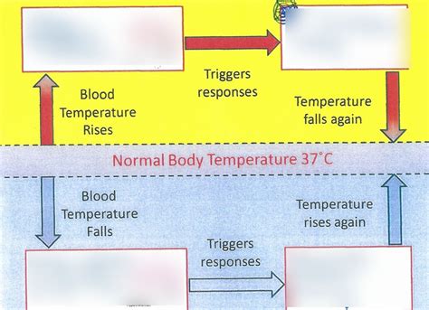 thermoregulation Diagram | Quizlet