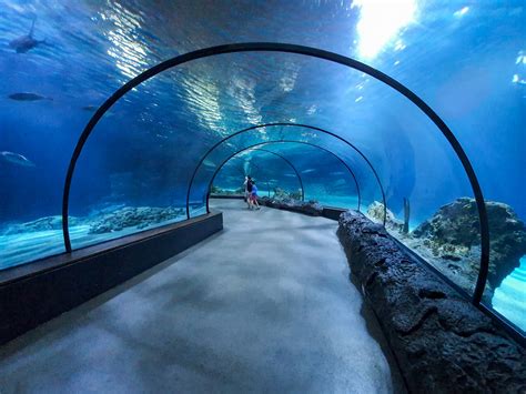 Aquarium Tunnel Free Stock Photo - Public Domain Pictures