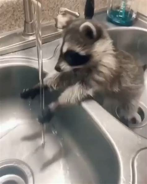 Baby raccoon washing its hands : r/aww