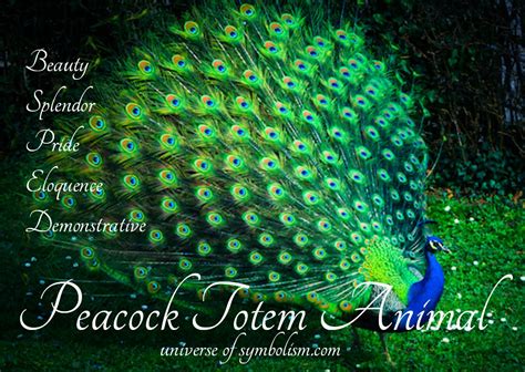 Peacock Symbolism & Meaning | Peacock Spirit & Totem Animal Powers