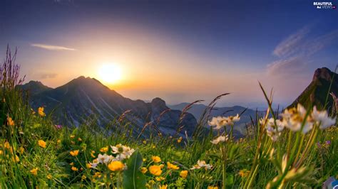 Sunrise, Spring, Meadow, Flowers, Mountains - Beautiful views wallpapers: 1920x1080