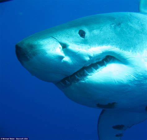 Video shows 20ft great white shark called Deep Blue try to bite divers ...