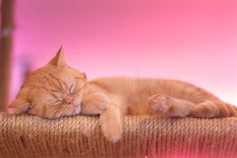 Peaceful Orange Red Tabby Cat Male Kitten Curled Up Sleeping. Stock Image - Image of green ...