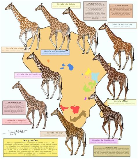 All the giraffes by Gredinia | Giraffe, Giraffe facts, Giraffidae