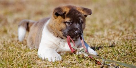 Basics of Akita Dog Training - 5 Key Akita Behavior Factors Affecting Training * Akita Dogs and ...