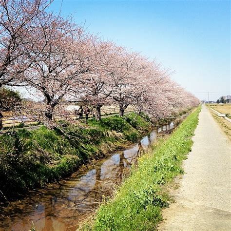 The Cherry Blossoms viewing spot in my town , Kasukabe , Saitama ...