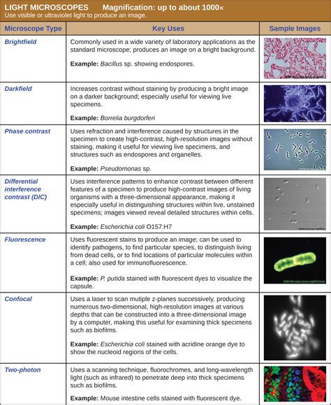 14.2: How Microscopes Work - Biology LibreTexts