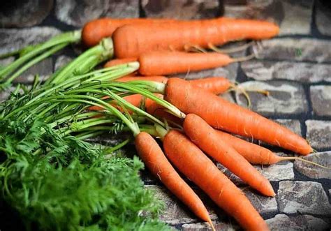 Sayur Wortel - Penggunaan, Nutrisi, Budidaya, Manfaat Bagi Kesehatan