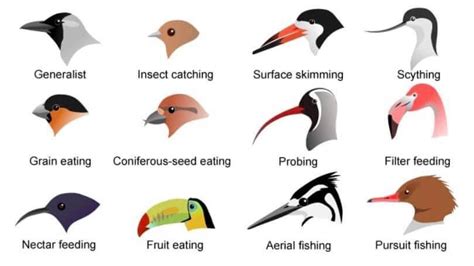 Difference Between Beak and Bill - DifferenceBetween