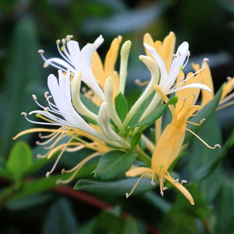 Japanese Honeysuckle At Best Prices - Set Up Your Garden with MMG