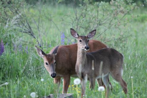 Maine’s 3-month deer hunting season begins Saturday with expanded archery