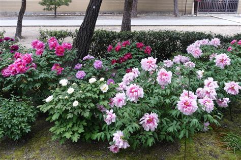 Japanese Tree Peony Varieties - Mahilanya