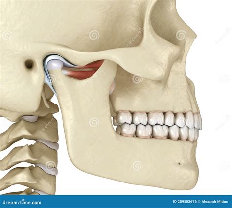 TMJ: the Temporomandibular Joints. Healthy Occlusion Anatomy Stock ...