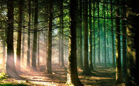 nature, Trees, Forest, Branch, Sun Rays, Landscape, Pine Trees ...