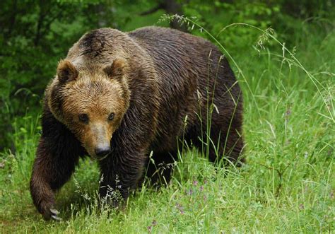 Brown Bear Species South of Canada ~ planetanimalzone | Oso pardo ...