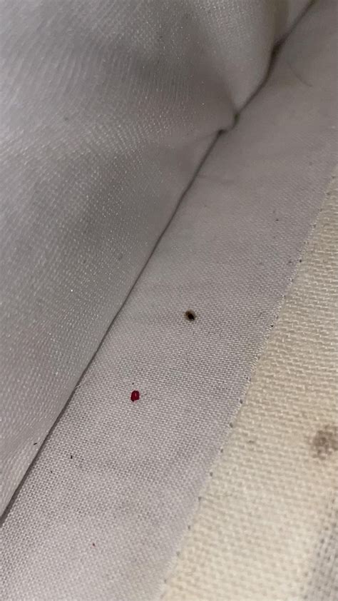 Help identifying these spots. Are they bed bug blood spots. Found on bed sheet : r/Bedbugs