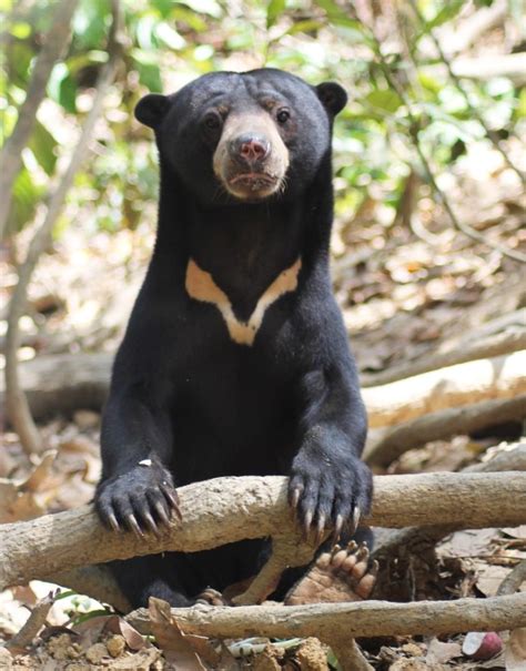 Malayan Sun Bear - Malaysian Wildlife