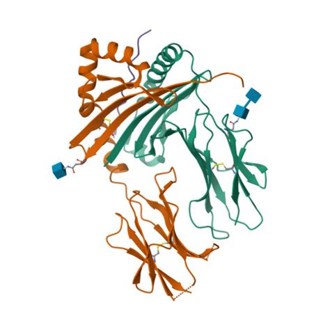 RCSB PDB - 7O00: Crystal structure of HLA-DR4 in complex with a HSP70 ...