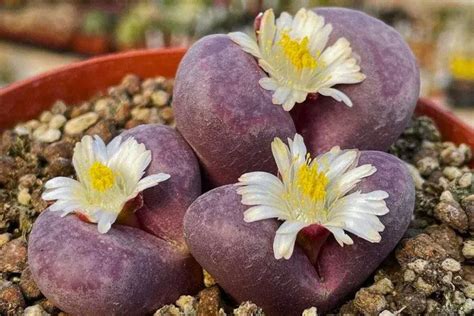 12 Stunning Types of Purple Succulents - Kavland