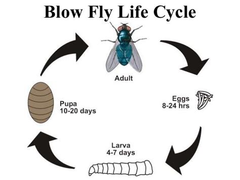 Life Cycle Of Maggots