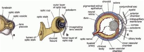 Structure and Function of the Retinal Pigment Epithelium | Ento Key