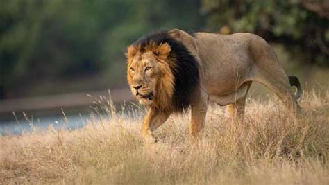 World Lion Day: Asiatic lions in India up 29%, see how many left - Oneindia News