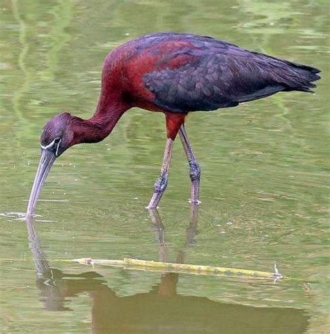 Glossy ibis images | Birds of India | Bird World