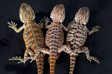 14 Types Of Bearded Dragon Morphs