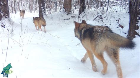 Wolf pack moving through majestic forest after early winter snow - YouTube