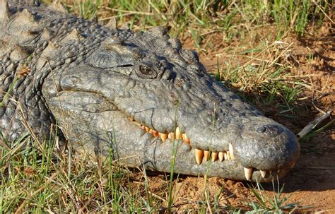 Alligator Free Stock Photo - Public Domain Pictures