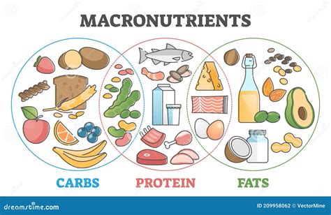 Macronutrientes Dieta Educativa Con Proteína De Carbohidratos Y Esquema De Grasas Ilustración ...