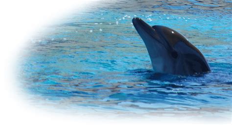 Adaland Dolphinpark