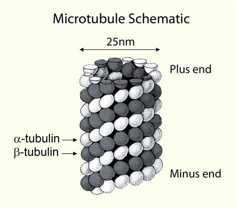 Tubulin and microtubule kits for drug discovery and research into ...