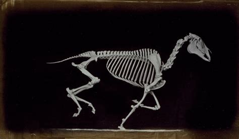 Skeleton of horse, running, leaving the ground | Works of Art | RA Collection | Royal Academy of ...