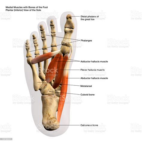 Medial Muscles And Bones Of The Foot Sole Labeled Human Anatomy Diagram ...