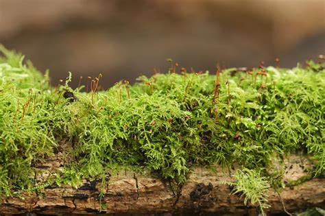 19 Types of Mosses For Your Garden | Trees.com