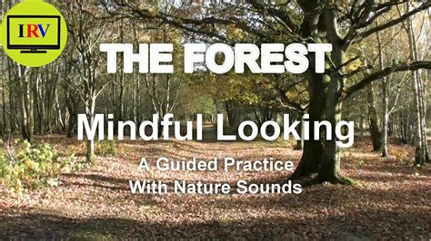 Forest Nature Sounds Mindful Looking, Mindful Seeing Exercises ...