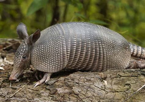 Witness an Armadillo Curl Itself Into an Impenetrable Ball like a Real ...