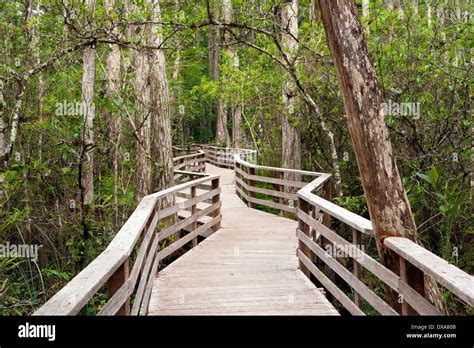 Boardwalk Trail at Corkscrew Swamp Sanctuary - near Naples, Florida USA ...