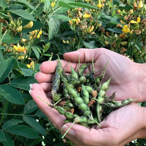 Heirloom Caribbean Gandules Pigeon Pea Tree Pea Cajanus Cajan - 150 Seeds