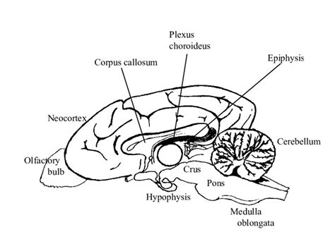 Dog Brain Anatomy