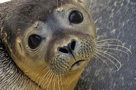 Heuler in Not: Immer mehr verwaiste Seehundbabys an der Nordsee