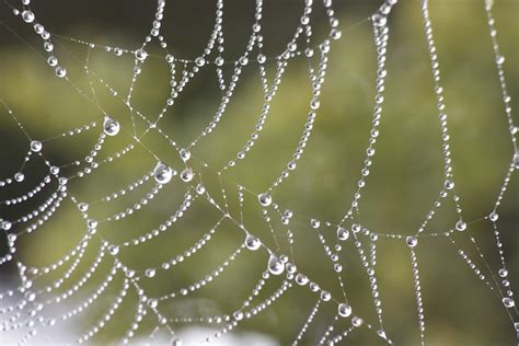 spider web with dew drops | Flickr - Photo Sharing!