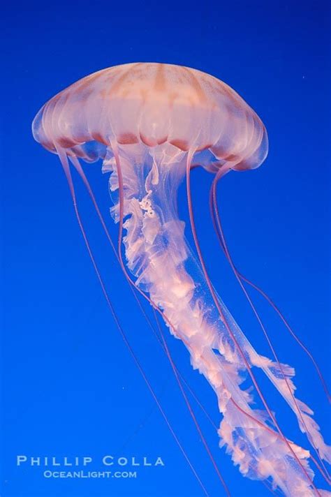 Purple-striped Jellyfish Photo, Stock Photograph of a Purple-striped Jellyfish, Chrysaora ...