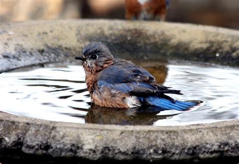 Bluebird In Bird Bath Free Stock Photo - Public Domain Pictures