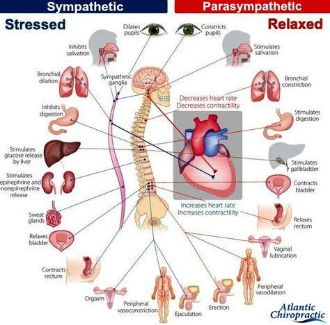 Physiological functions of both the #sympathetic and #parasympathetic #nervoussystem | Nursing ...